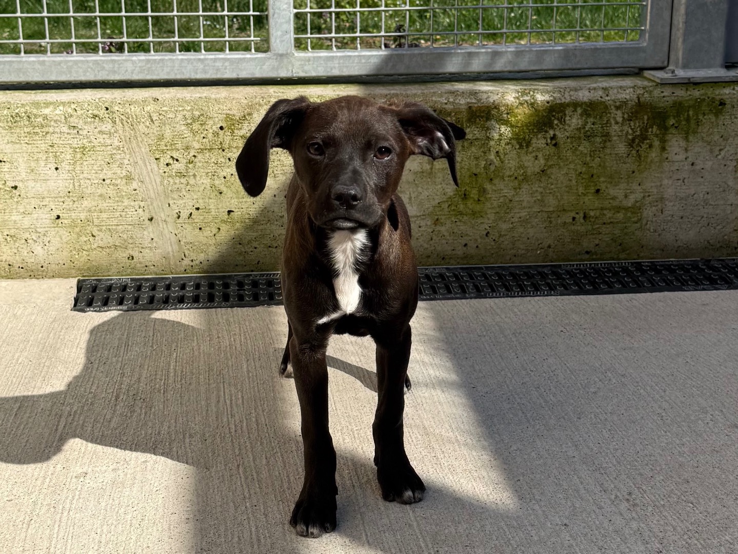 Adotta un cane, taglia media, femmina, Milano