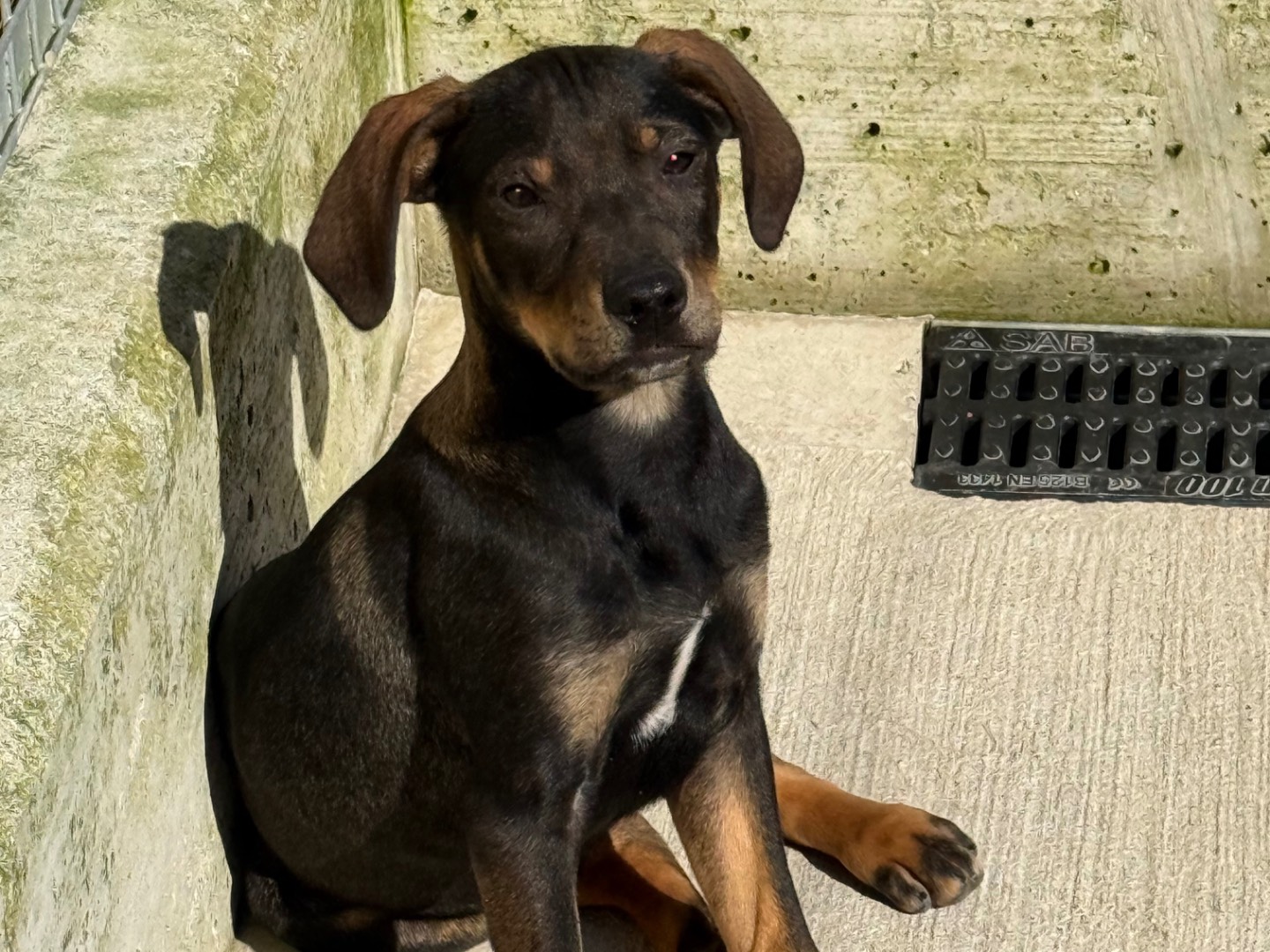 Adozione cane, maschio, Razza sconosciuta Razza sconosciuta, 2 mesi, taglia media, Milano