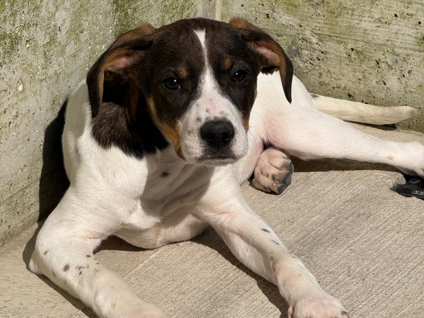 Adozione cane, femmina, Razza sconosciuta Razza sconosciuta, 2 mesi, taglia grande, Milano