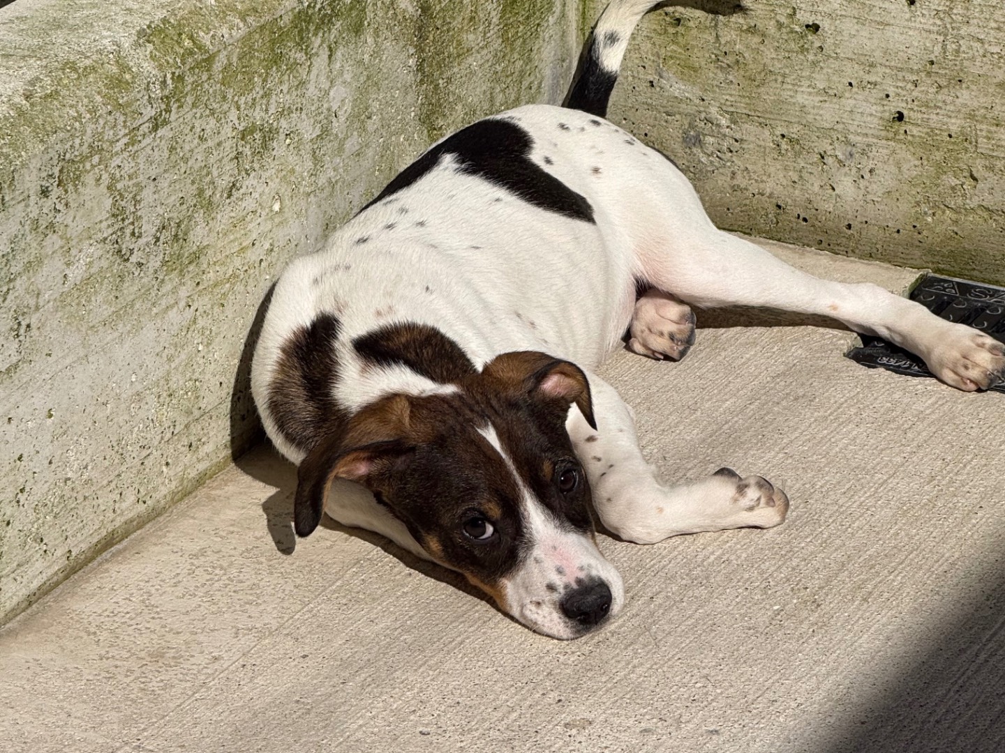 Vuoi adottare un cane a Milano?