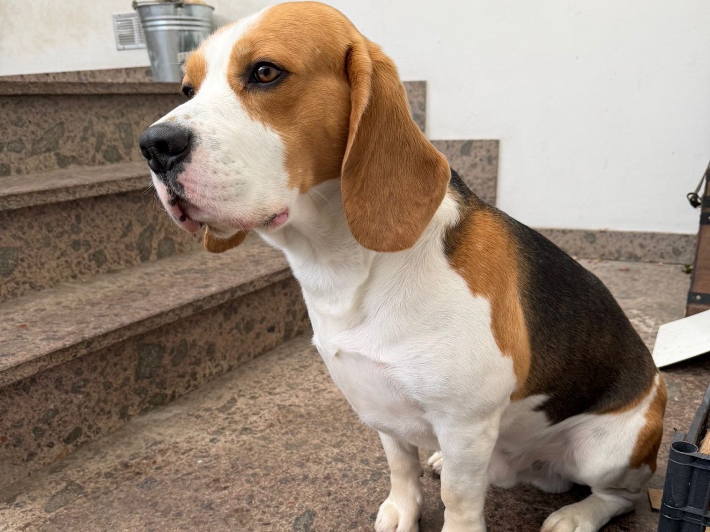 Adozione cane, maschio, Beagle  Razza sconosciuta, 2 anni e 10 mesi, taglia media, Laquila