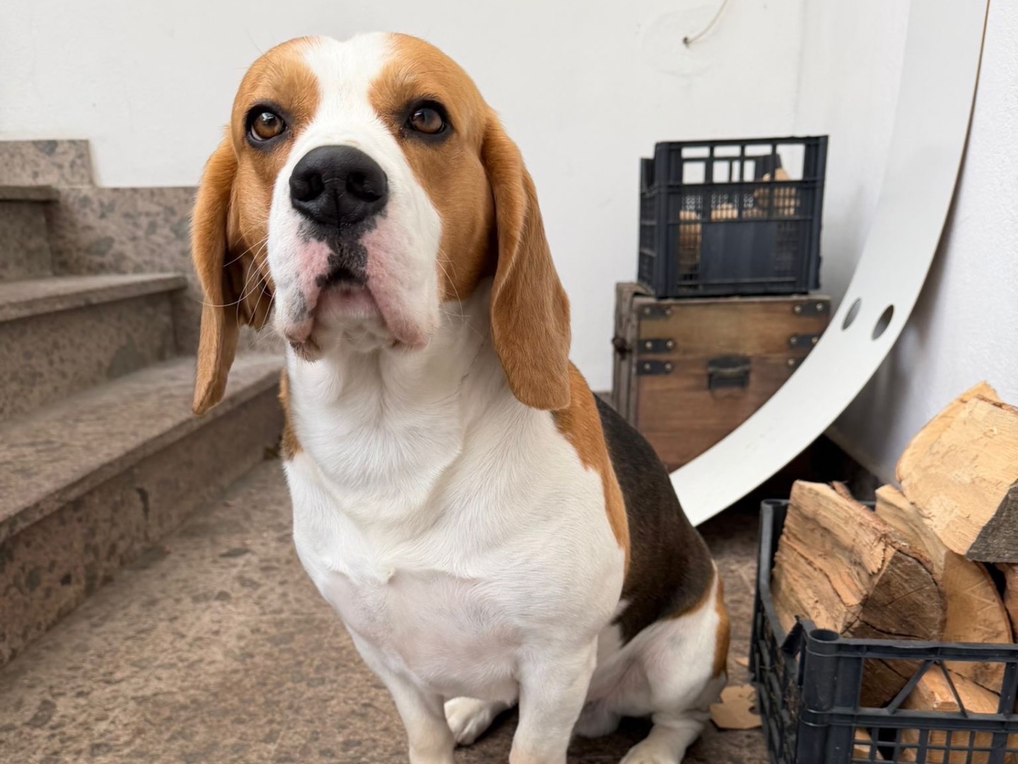 Adotta un cane, maschio, 2 anni e 10 mesi, Laquila