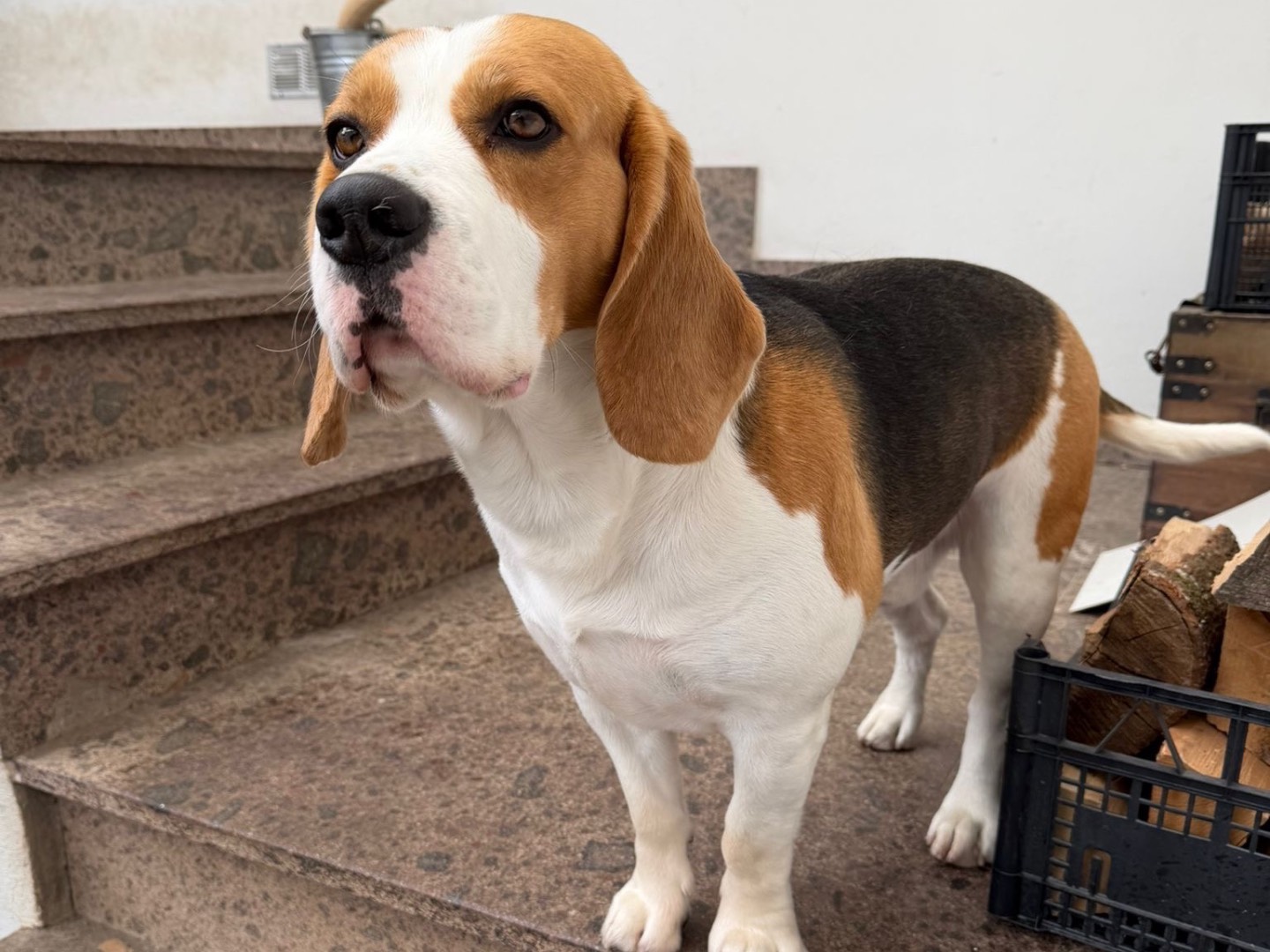 Vuoi adottare un cane a Laquila?