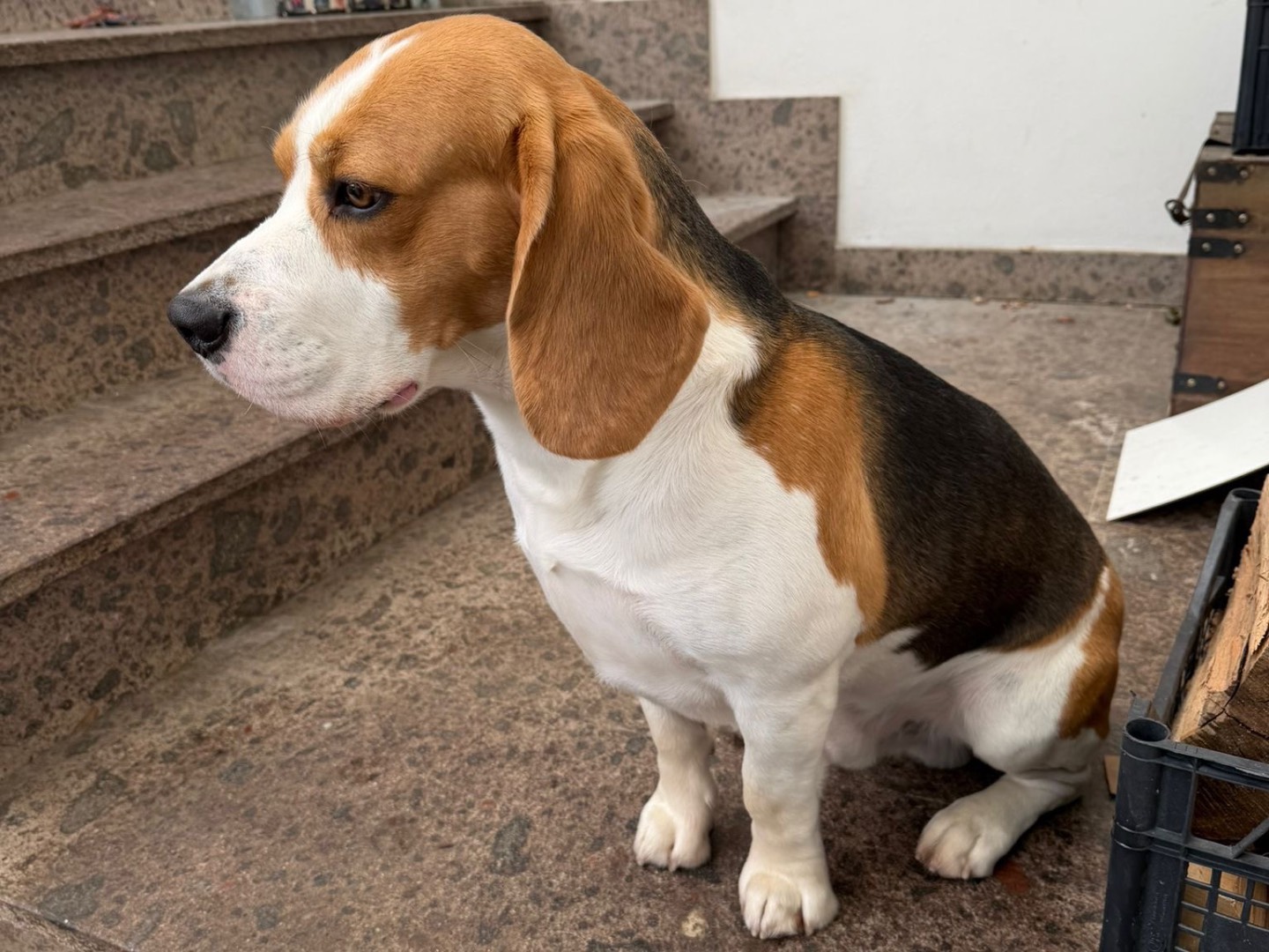 Adotta il cane Lapo a Laquila