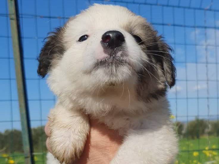 Adozione cane, femmina, Razza sconosciuta Razza sconosciuta, 2 settimane, taglia media contenuta, Padova