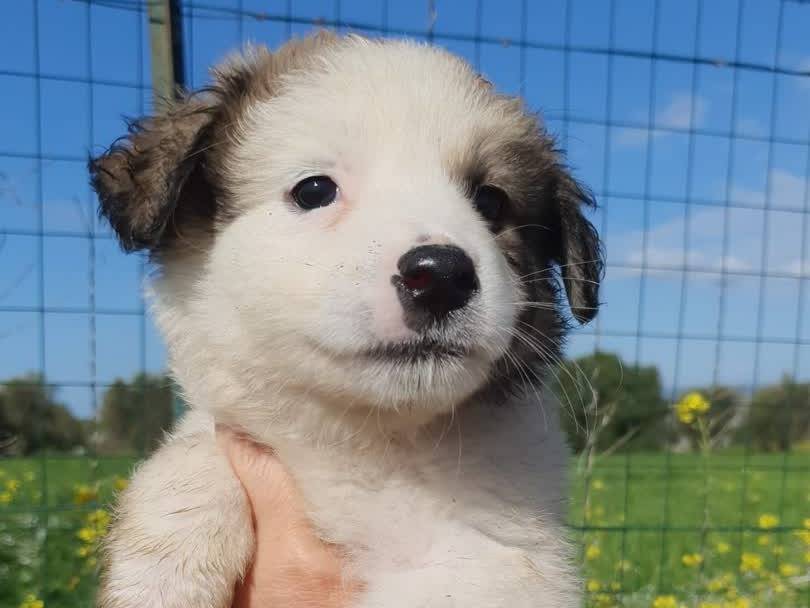 Adotta un cane, femmina, 2 settimane, Padova