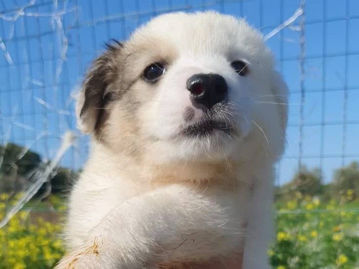 Adozione cane, femmina, Razza sconosciuta Razza sconosciuta, 2 settimane, taglia media contenuta, Padova