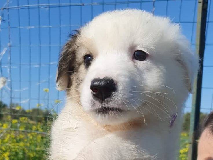 Adotta un cane, femmina, 2 settimane, Padova