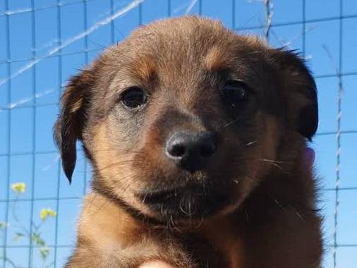 Adozione cane, femmina, Razza sconosciuta Razza sconosciuta, 2 settimane, taglia media contenuta, Padova
