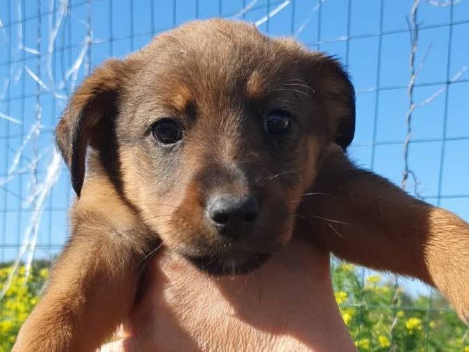 Adotta un cane, femmina, 2 settimane, Padova