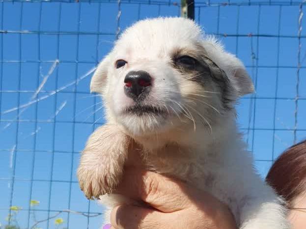 Adozione cane, maschio, Razza sconosciuta Razza sconosciuta, 2 settimane, taglia media contenuta, Padova
