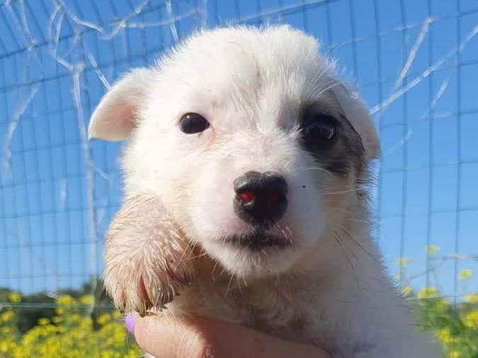 Adotta un cane, maschio, 2 settimane, Padova