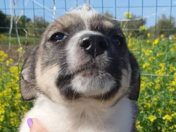 Adozione cane, maschio, Razza sconosciuta Razza sconosciuta, 2 settimane, taglia media contenuta, Padova