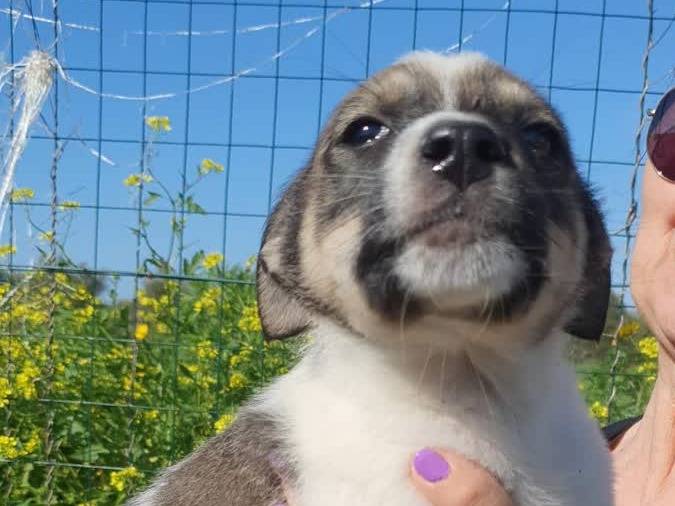 Adotta un cane, maschio, 2 settimane, Padova