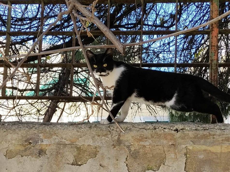 Adozione gatto, femmina, Razza sconosciuta Razza sconosciuta, 5 mesi, taglia non valida, Siracusa