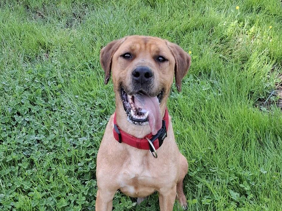 Adozione cane, maschio, Razza sconosciuta Razza sconosciuta, 5 anni, taglia media, Latina