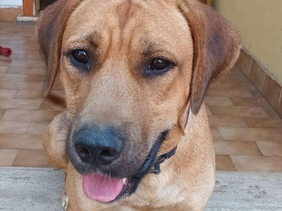 Adotta un cane, maschio, 5 anni, Latina