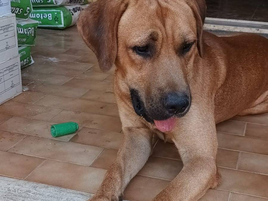 Adotta un cane, taglia media, maschio, Latina
