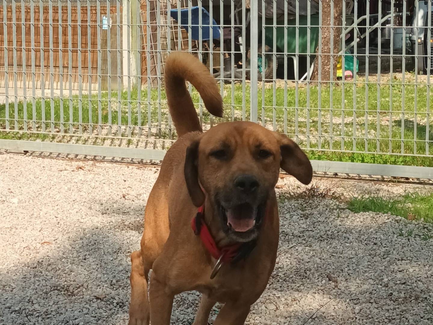 Vuoi adottare un cane a Latina?