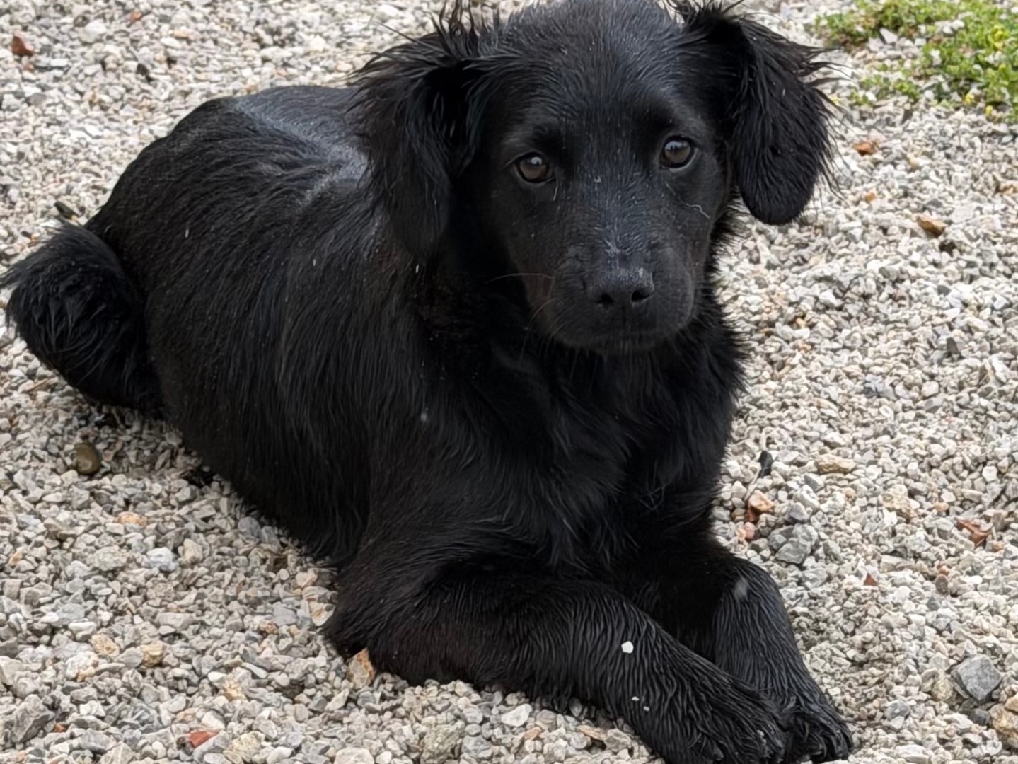 Adozione cane, femmina, Razza sconosciuta Razza sconosciuta, 5 mesi, taglia media, Salerno