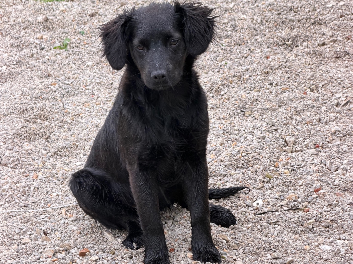 Adotta un cane, femmina, 5 mesi, Salerno