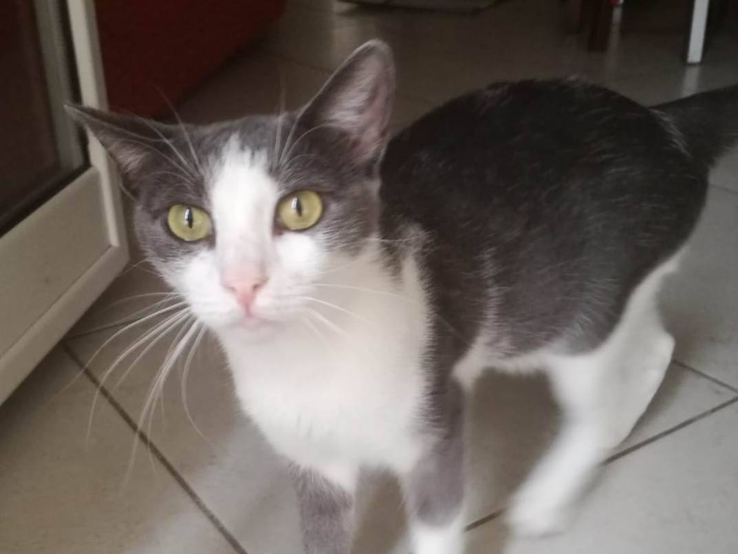 Adozione gatto, femmina, Razza sconosciuta Razza sconosciuta, 4 anni e 7 mesi, taglia non valida, Barletta