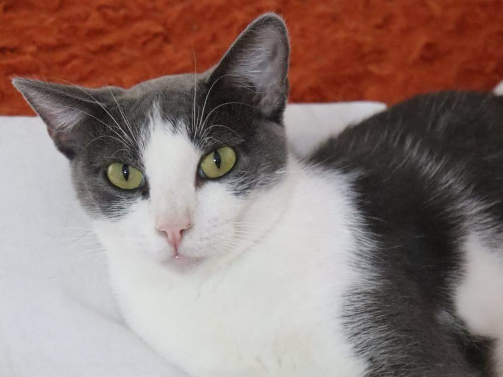 Vuoi adottare un gatto a Barletta?