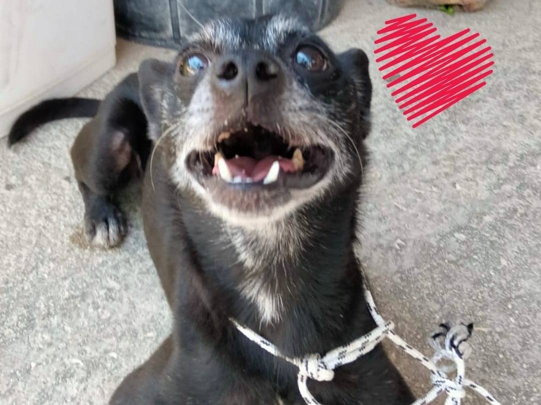 Adozione cane, maschio, Razza sconosciuta Razza sconosciuta, 11 anni e 4 mesi, taglia piccola, Barletta