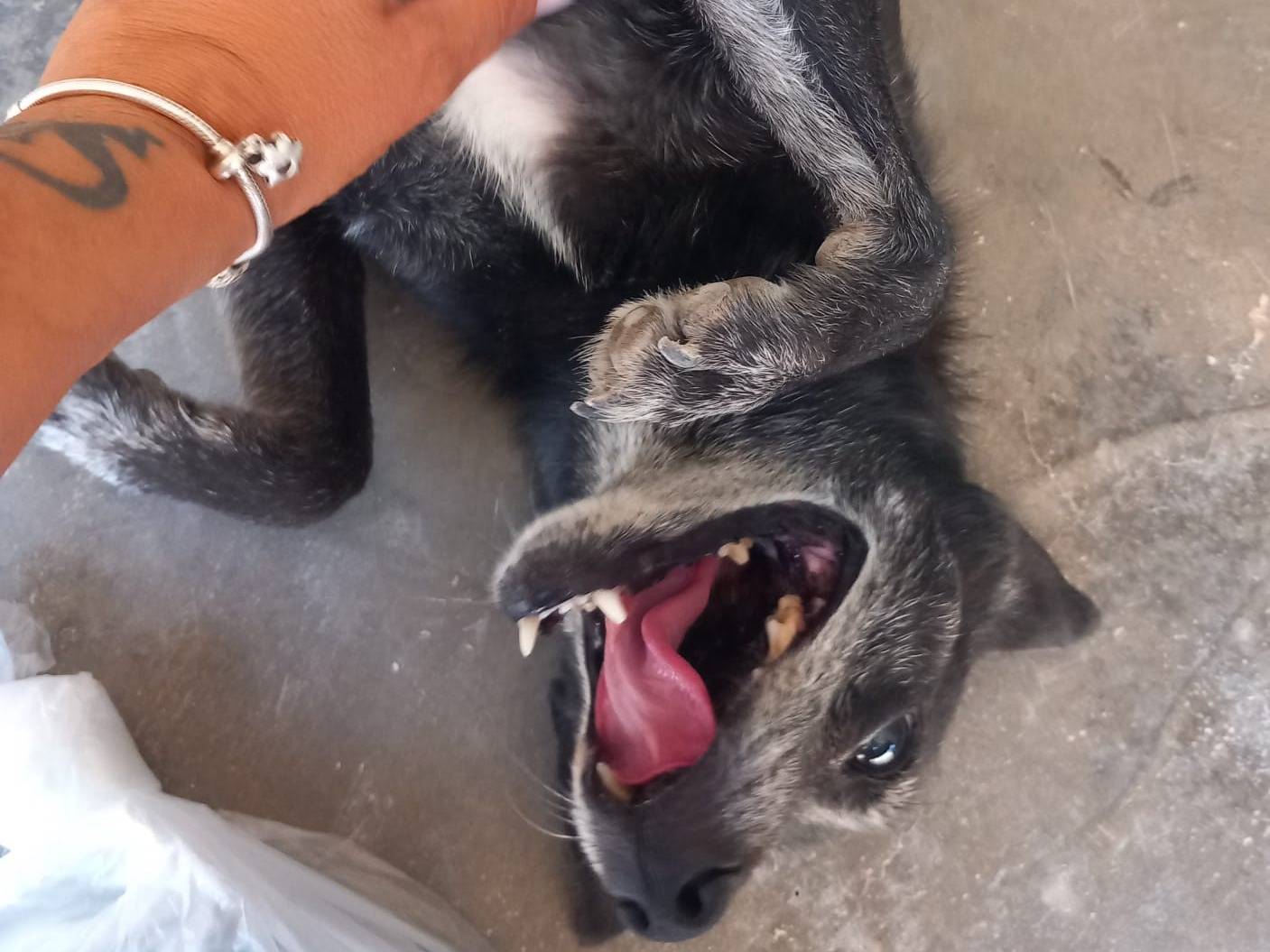 Vuoi adottare un cane a Barletta?