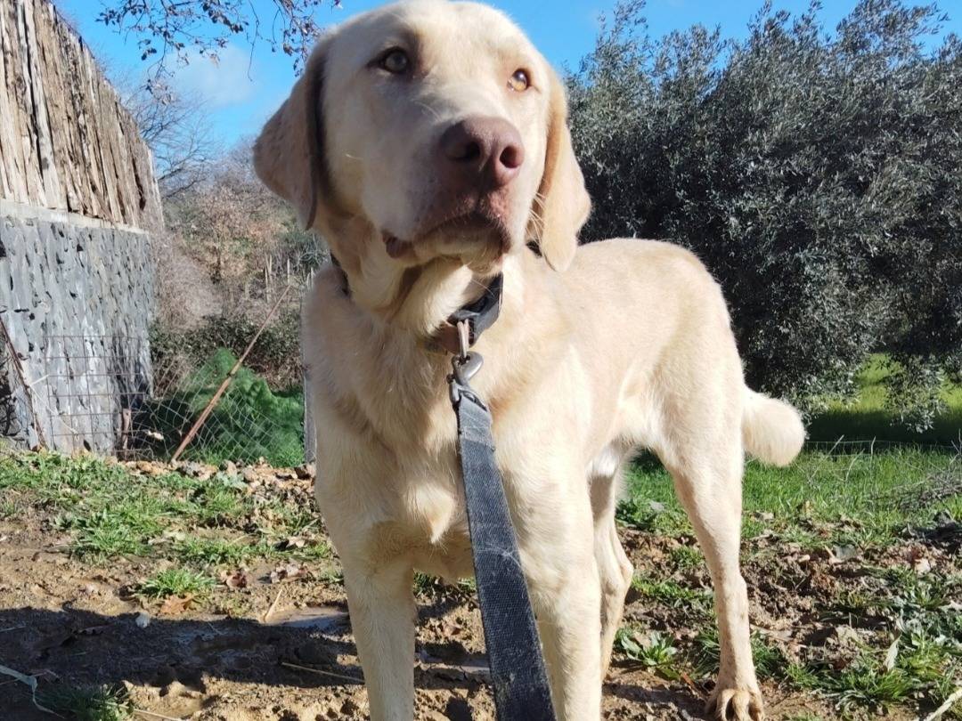 Adozione cane, maschio, Labrador Retriever Razza sconosciuta, 1 anno, taglia grande, Torino