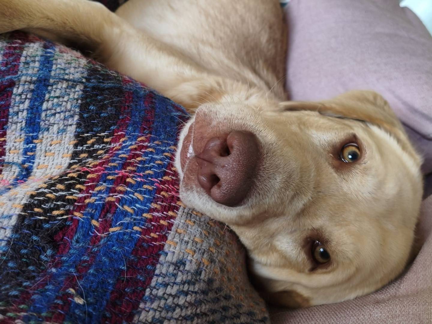 Adotta un cane, maschio, 1 anno, Torino