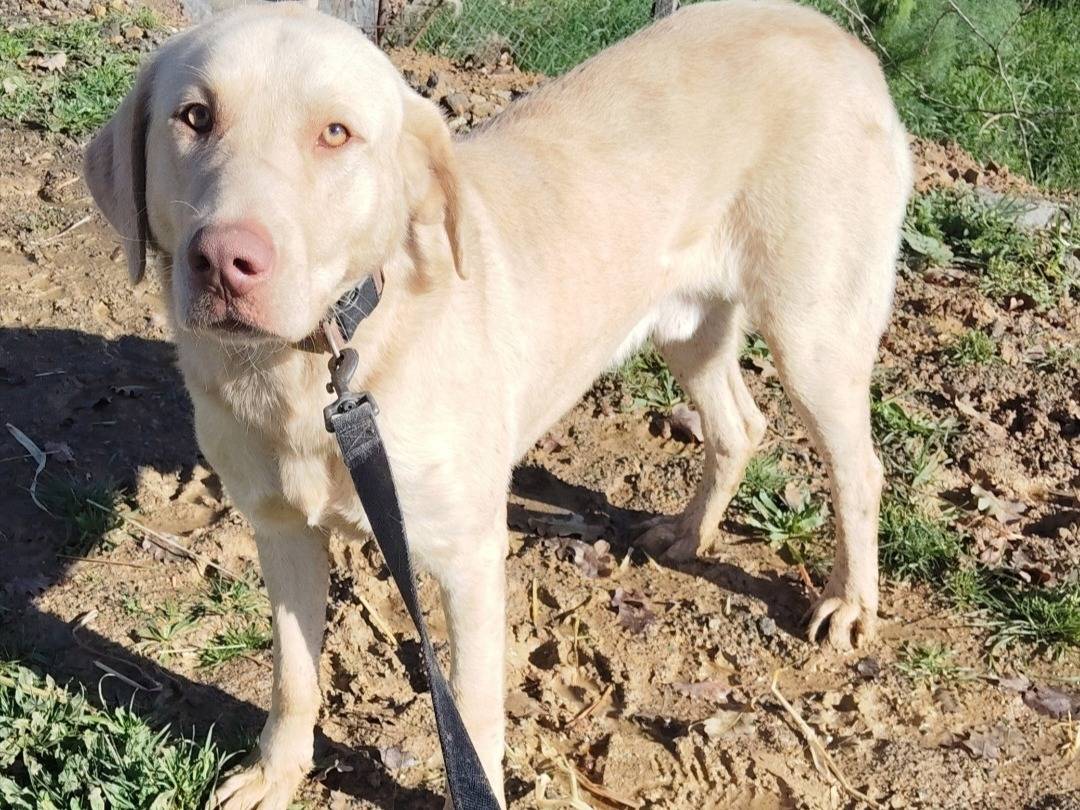 Adotta un cane, taglia grande, maschio, Torino