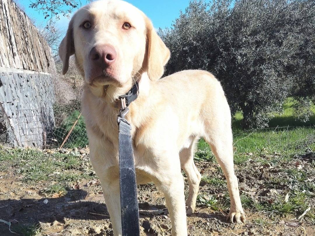 Vuoi adottare un cane a Torino?