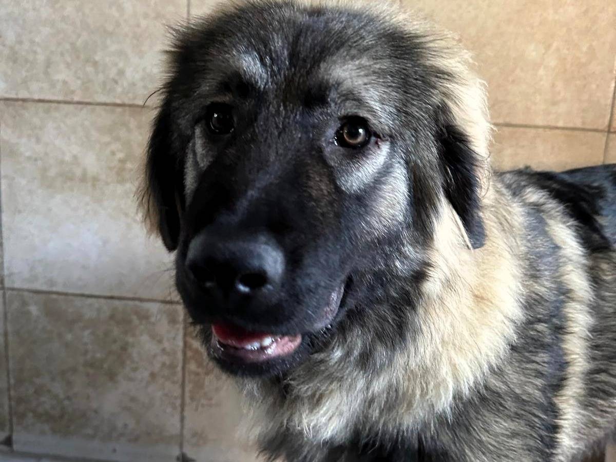 Adotta un cane, femmina, 7 mesi, Milano