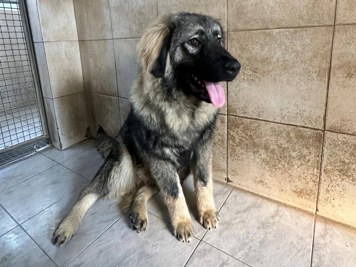 Vuoi adottare un cane a Milano?