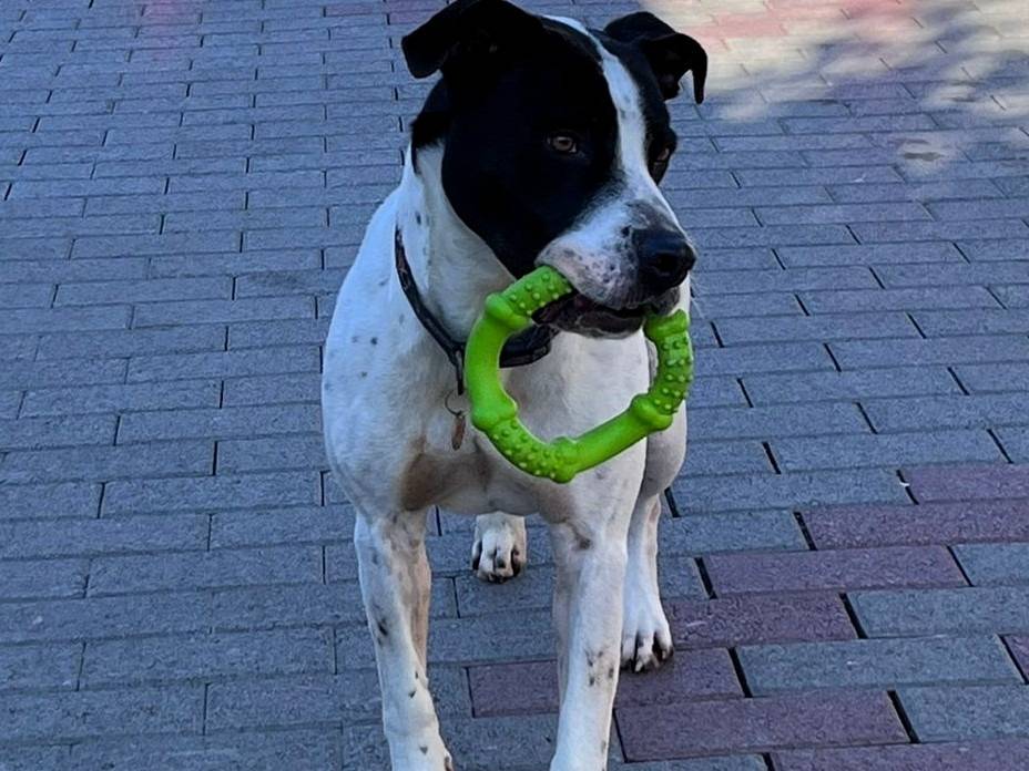 Adozione cane, maschio, Razza sconosciuta Razza sconosciuta, 5 anni e 2 mesi, taglia media, Milano