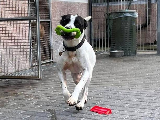 Adotta un cane, maschio, 5 anni e 2 mesi, Milano