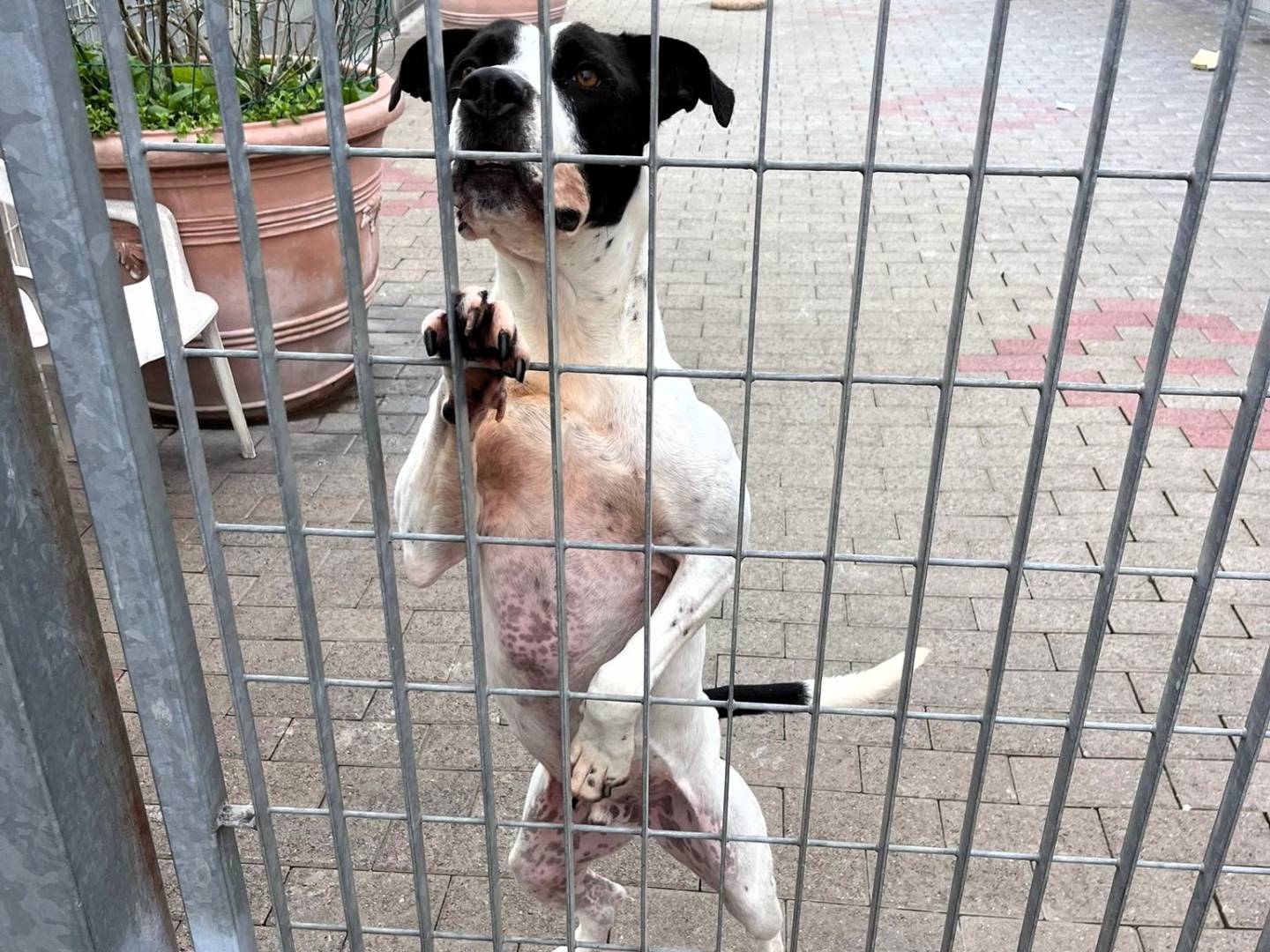 Adotta un cane, taglia media, maschio, Milano