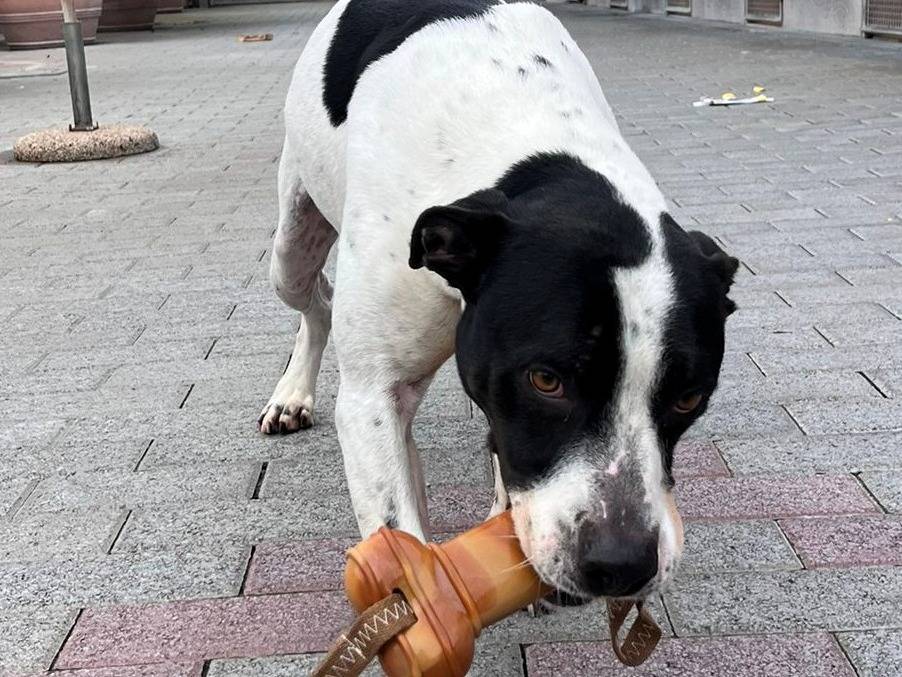 Vuoi adottare un cane a Milano?