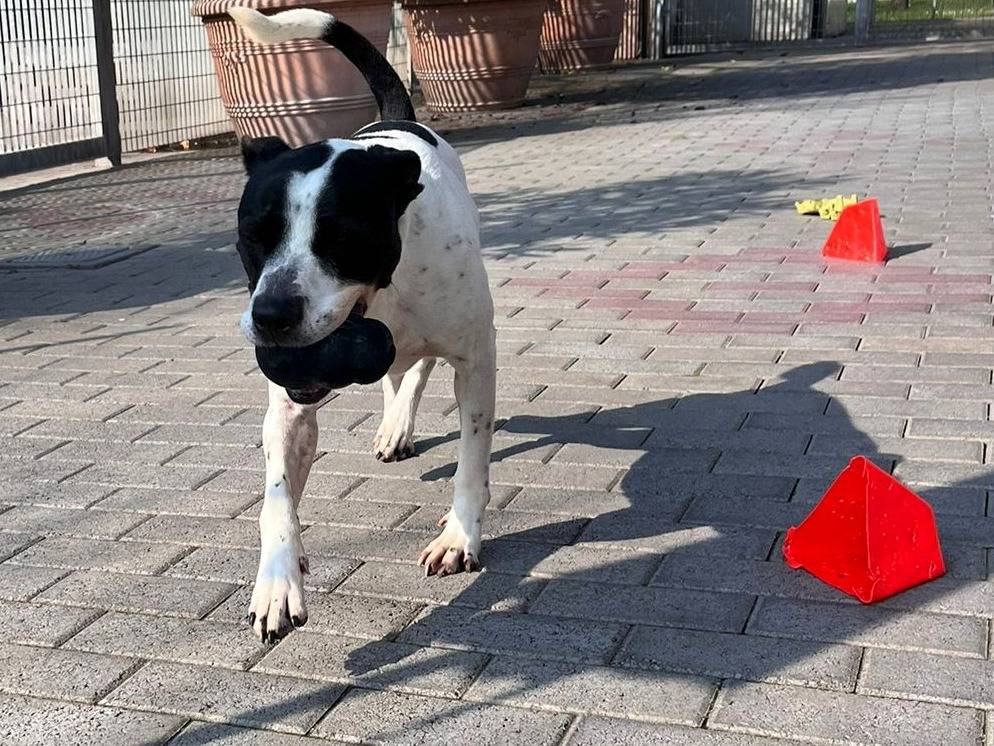 Adotta il cane Black a Milano