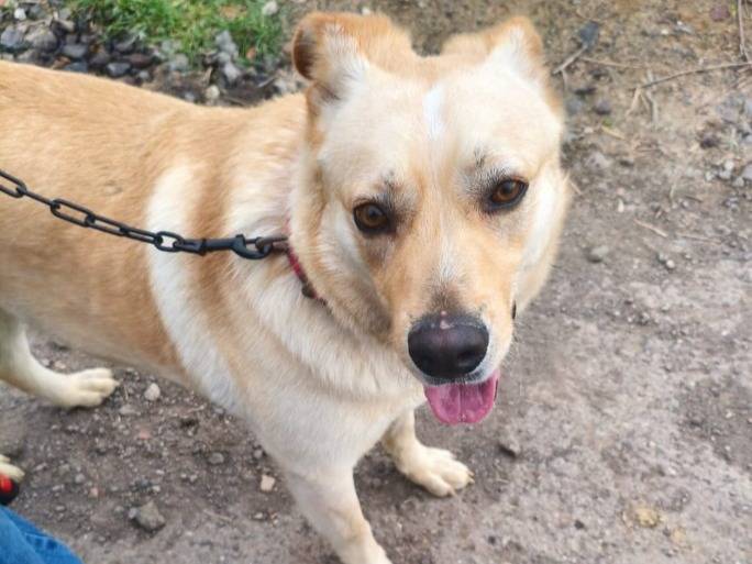 Adozione cane, maschio, Razza sconosciuta Razza sconosciuta, 1 anno e 6 mesi, taglia media, Catania