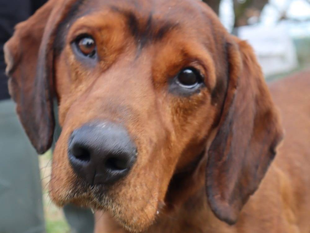 Adozione cane, maschio, Razza sconosciuta Razza sconosciuta, 6 anni e 2 mesi, taglia media, Pisa