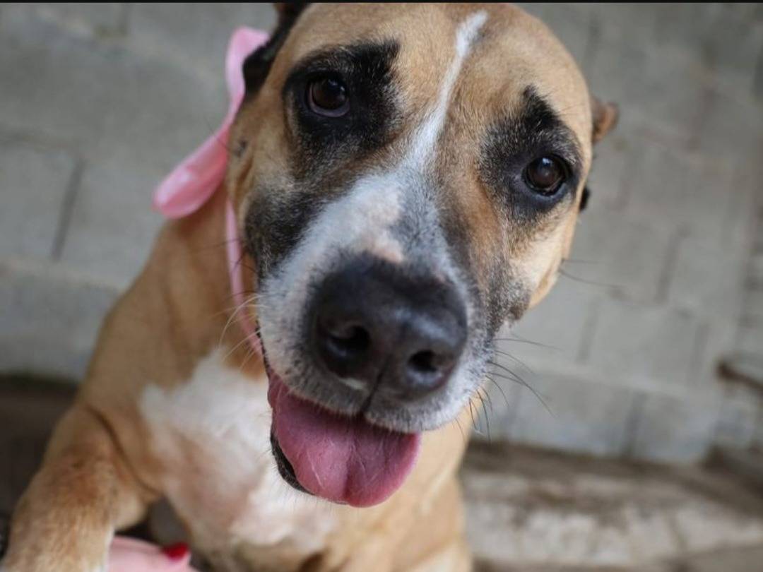 Adozione cane, femmina, Amstaff Razza sconosciuta, 8 anni, taglia grande, Varese