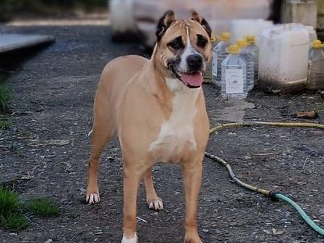 Adotta un cane, femmina, 8 anni, Varese