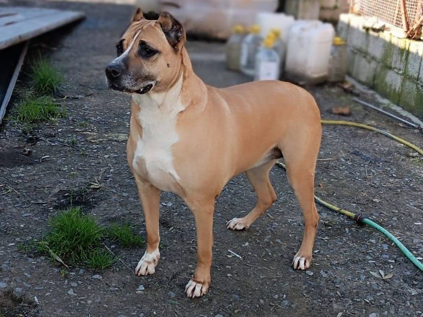 Adotta un cane, taglia grande, femmina, Varese