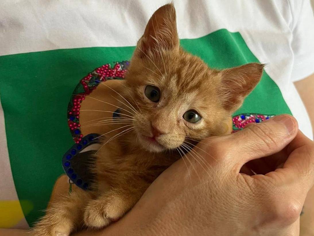 Adotta un gatto, maschio, 4 mesi, Parma