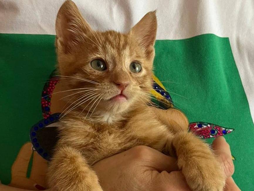 Adotta un gatto, taglia non valida, maschio, Parma