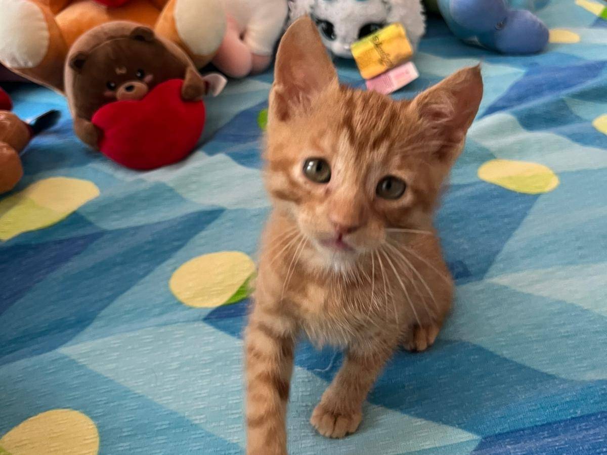 Adotta il gatto Vincent VanGogh un girasole a Parma