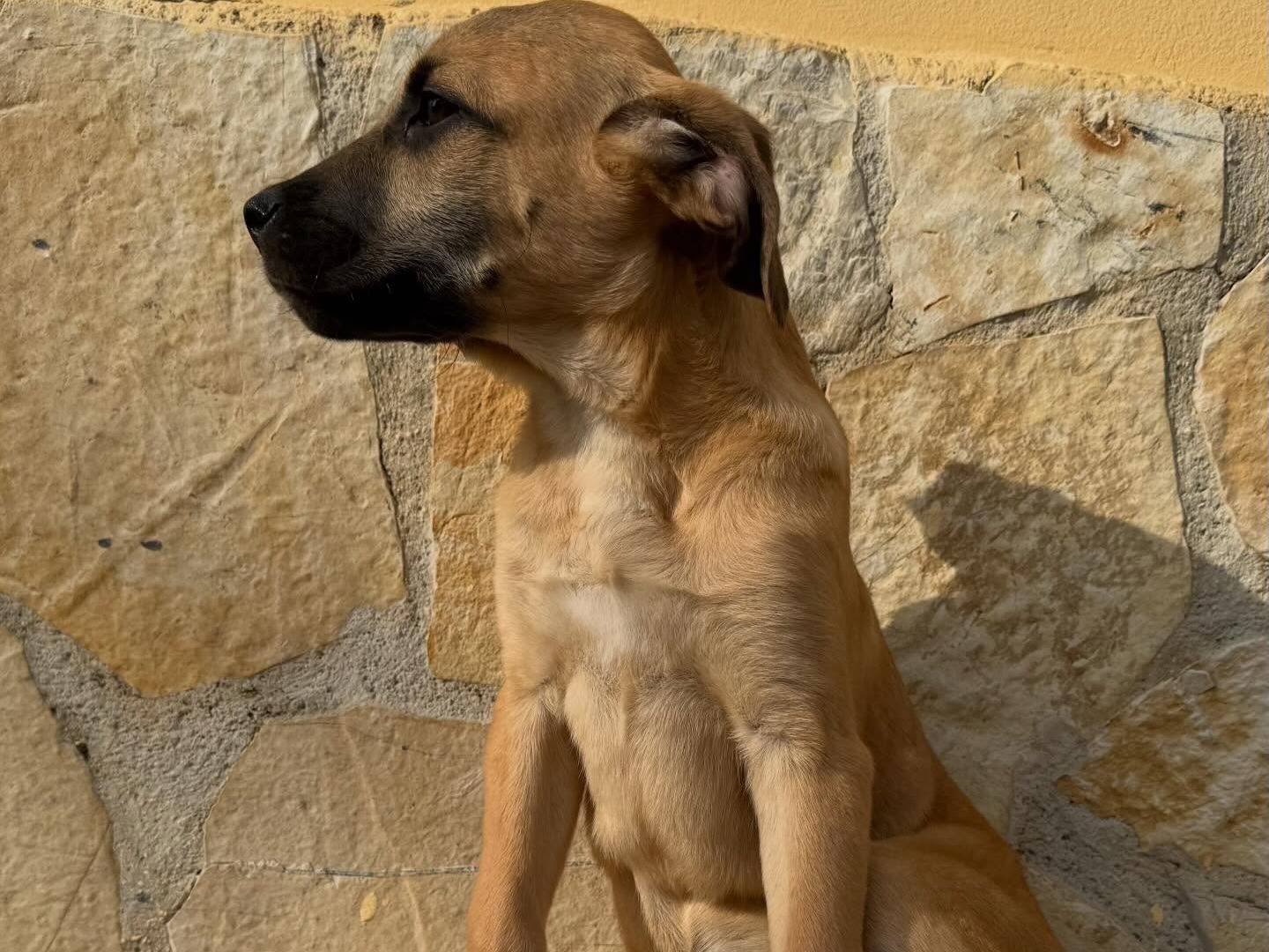 Adotta un cane, maschio, 3 mesi, Matera