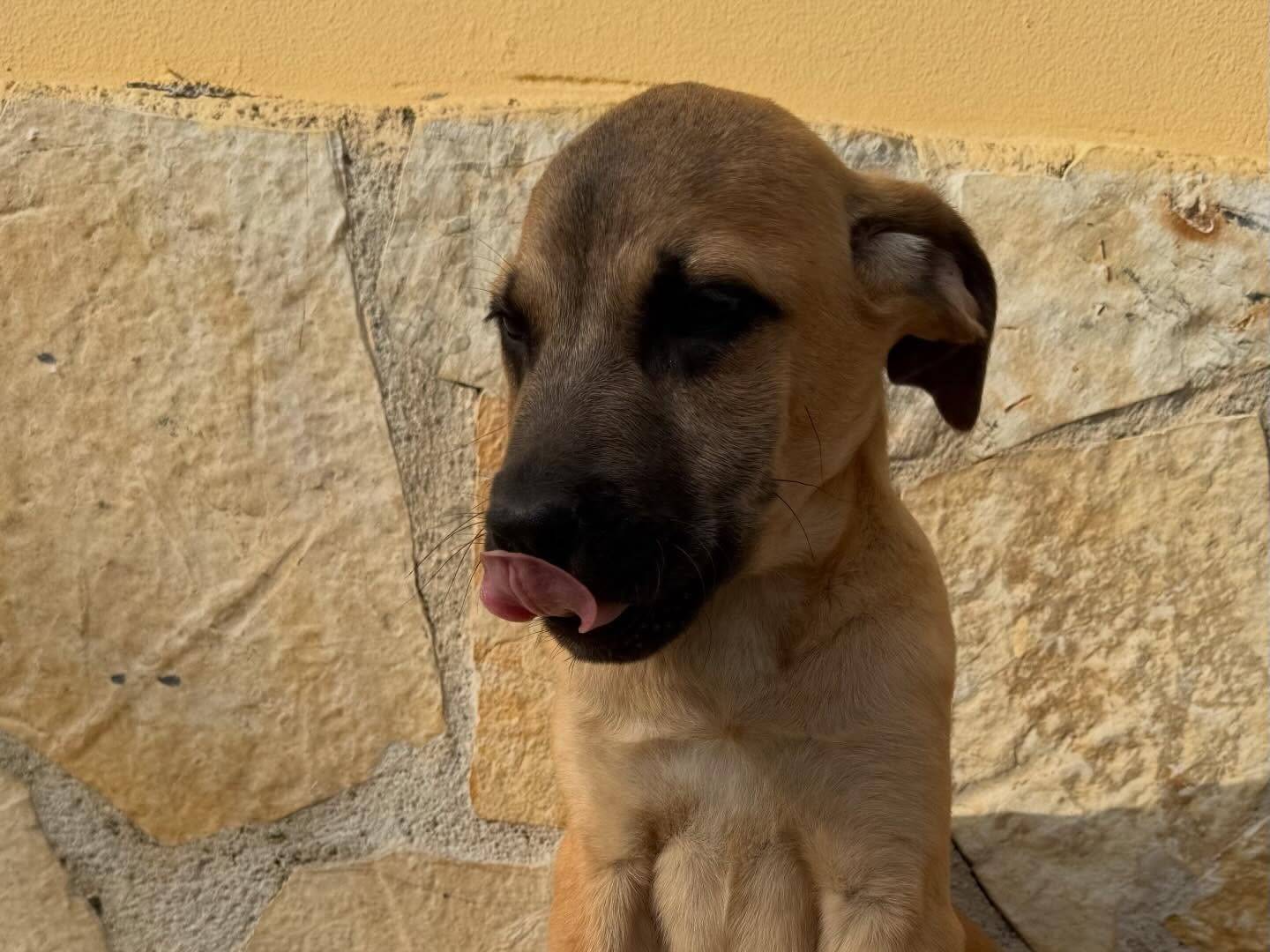 Adotta un cane, taglia media, maschio, Matera